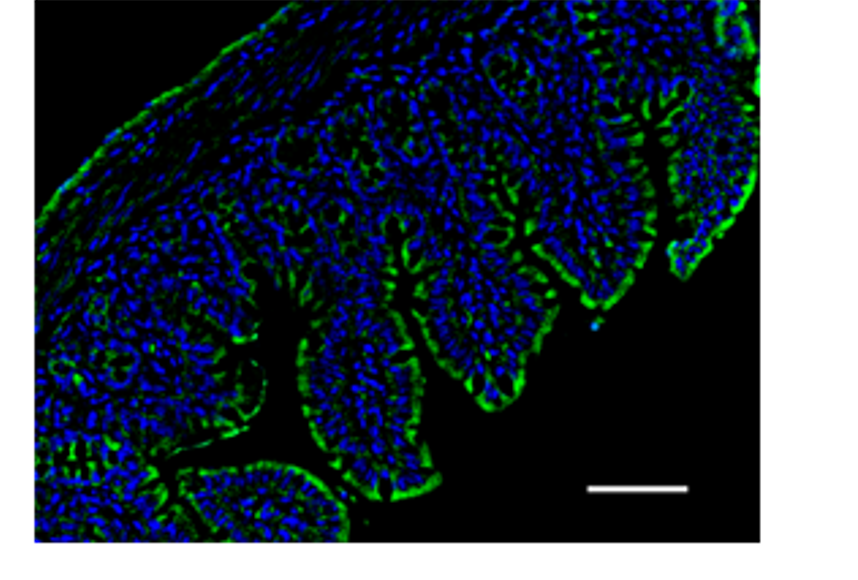 bioactive cells